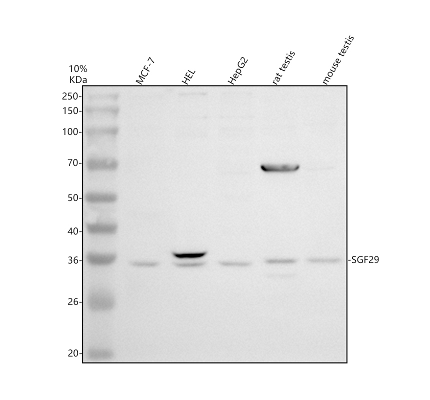 a08985 1 sgf29 primary antibodies wb testing 1