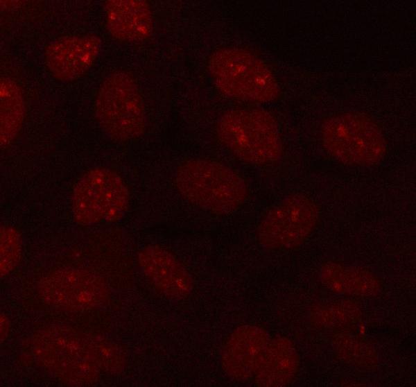 a08988 1 plekha1 primary antibodies if testing 6