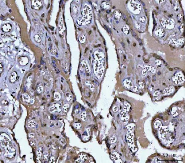 a08988 1 plekha1 primary antibodies ihc testing 5