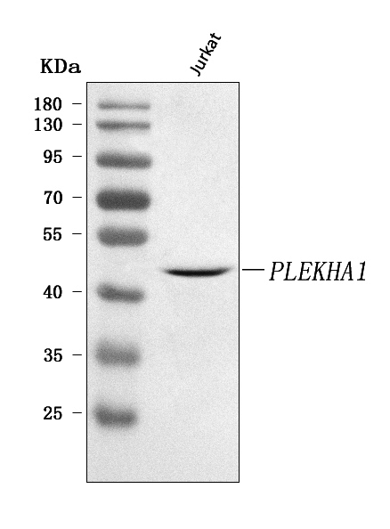  Western blot analysis of PLEKHA1 using anti-PLEKHA1 antibody (A08988-1)