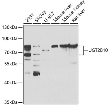 a08993 ugt2b10 primary antiboties wb testing 1