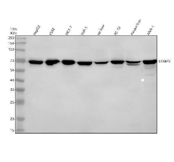 Western blot analysis of STXBP3 using anti-STXBP3 antibody (A08994-2)