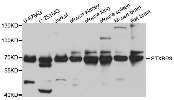 a08994 stxbp3 primary antiboties wb testing 1