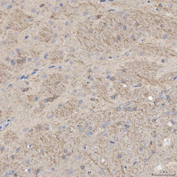 a08997 1 slc25a3 primary antibodies ihc testing 3