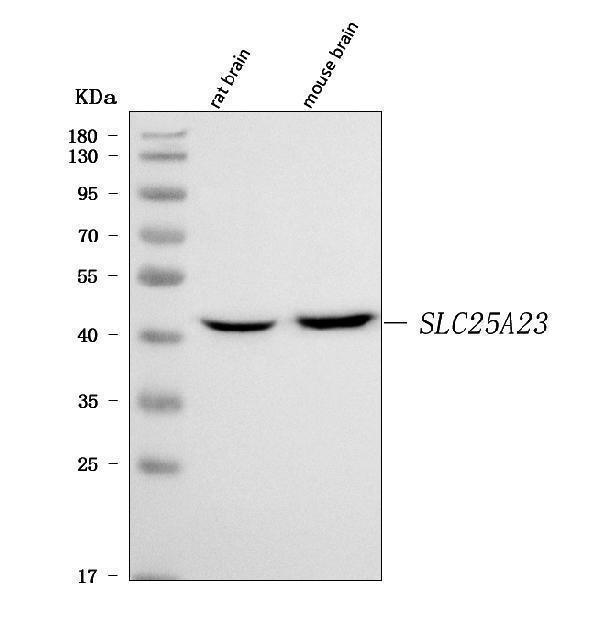 a08997 1 slc25a3 primary antibodies wb testing 1