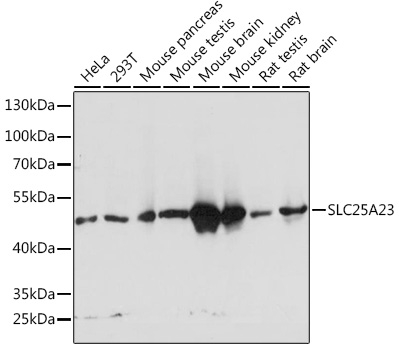 a08997 slc25a23 primary antiboties wb testing 1