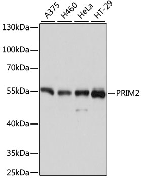 a09000 prim2 primary antiboties wb testing 1
