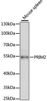 a09000 prim2 primary antiboties wb testing 2