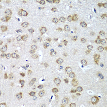 Immunohistochemistry of paraffin-embedded mouse brain using EIF1AX antibody at dilution of 1:100 (40x lens)