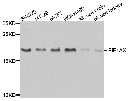 Western blot analysis of extracts of various cell lines, using EIF1AX antibody