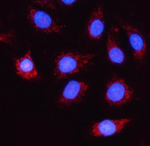  IF analysis of NDUFA5 using anti-NDUFA5 antibody (A09003-1)