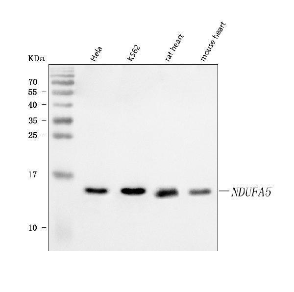  Western blot analysis of NDUFA5 using anti-NDUFA5 antibody (A09003-1)