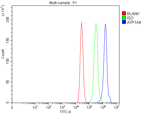  Flow Cytometry analysis of MCF-7 cells using anti-ATP1A4 antibody (A09005)
