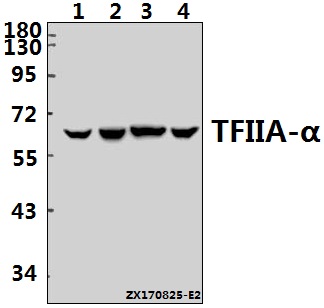 a09007 1 gtf2a1 primary antiboties wb testing 1