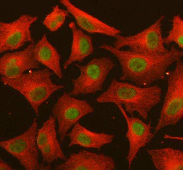 a09009 fbxo25 primary antibodies if testing 1