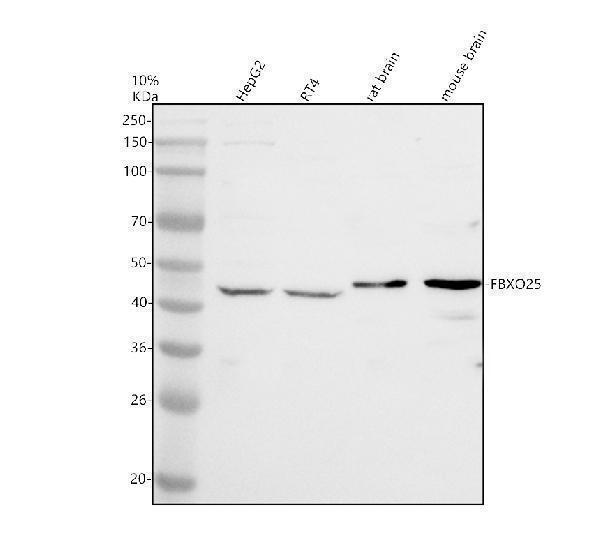 a09009 fbxo25 primary antibodies wb testing 1