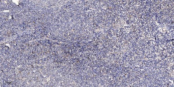 a09012 1 arhgef3 primary antibodies ihc testing 1