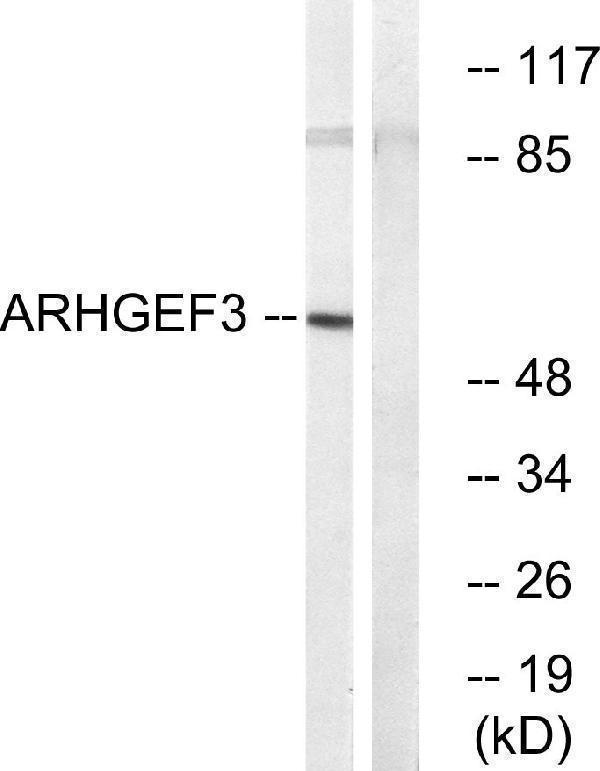 a09012 1 arhgef3 primary antibodies wb testing 3