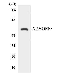 a09012 1 arhgef3 primary antibodies wb testing 4