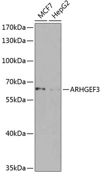 a09012 2 arhgef3 primary antiboties wb testing 1