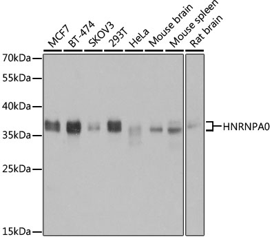Western blot analysis of extracts of various cell lines, using HNRNPA0 antibody  at 1:3000 dilution