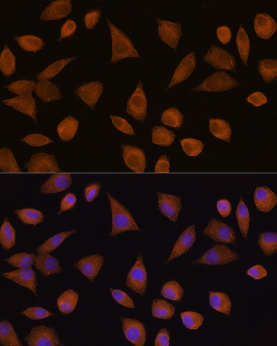 Immunofluorescence analysis of L929 cells using CRYZ Rabbit pAb  at dilution of 1:100 