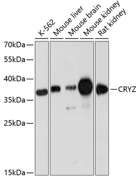 Western blot analysis of extracts of various cell lines, using CRYZ antibody  at 1:3000 dilution