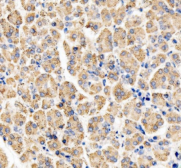 a09017 2 chac1 primary antibodies ihc testing 1_1
