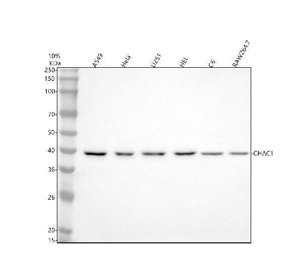  Western blot analysis of CHAC1 using anti-CHAC1 antibody (A09017-2)