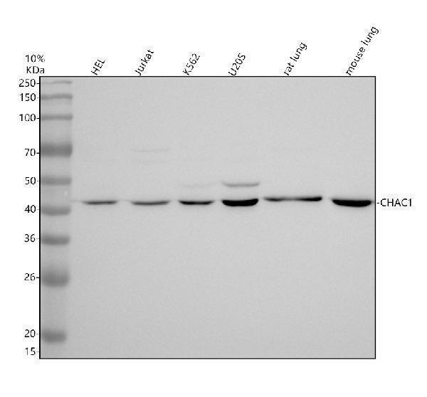 Western blot analysis of CHAC1 using anti-CHAC1 antibody (A09017-2)