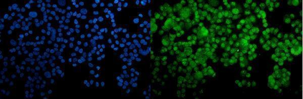 a09018 1 hoxc10 primary antibodies if testing 2