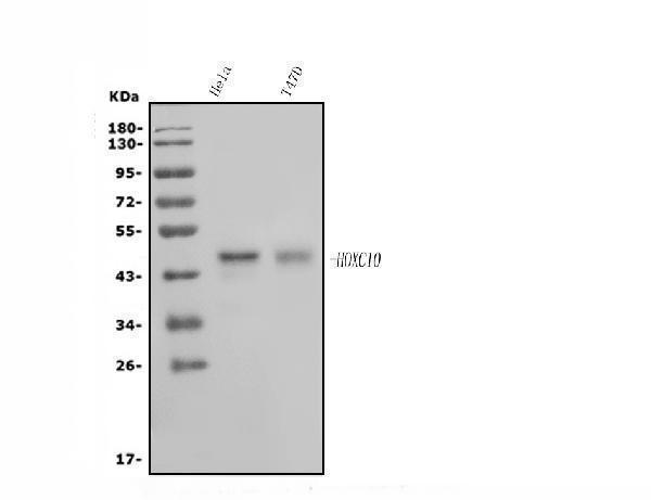  Western blot analysis of HOXC10 using anti-HOXC10 antibody (A09018-1)