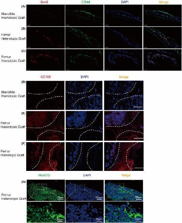 Hoxc10 exists in mesodermal derived callus