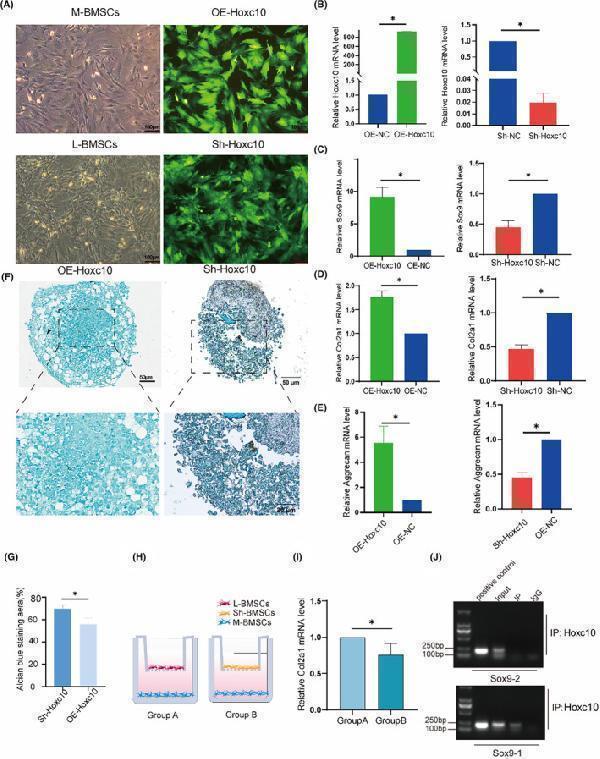 a09018 1 jcmm 28 e70140 g004