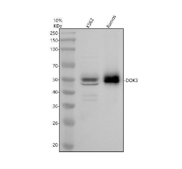 Western blot analysis of DOK3 using anti-DOK3 antibody (A09019-2)