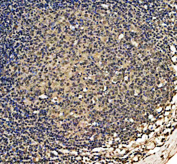 IHC analysis of ISY1 using anti-ISY1 antibody (A09020-1)