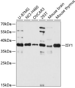 a09020 isy1 primary antiboties wb testing 1