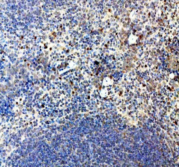 a09023 1 fcho1 primary antibodies ihc testing 1