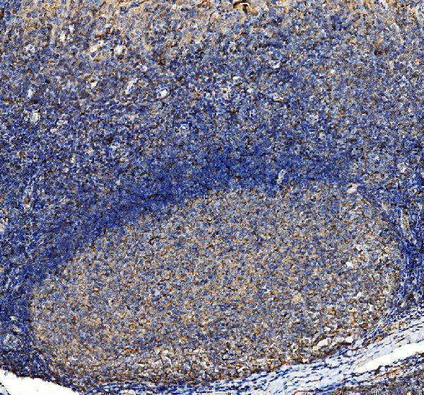 a09023 1 fcho1 primary antibodies ihc testing 2