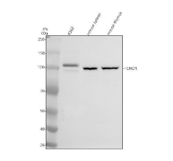 a09023 1 fcho1 primary antibodies wb testing 1