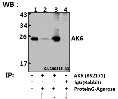 Immunoprecipitation of HEK293T cell lysate using AK6 (G35) polyclonal antibody (Sepharose Bead Conjugate) #BD0048(lane 2 and lane 3) and Nonspecific IgG Control (Sepharose Bead Conjugate) #BD0048 (lane 4 )