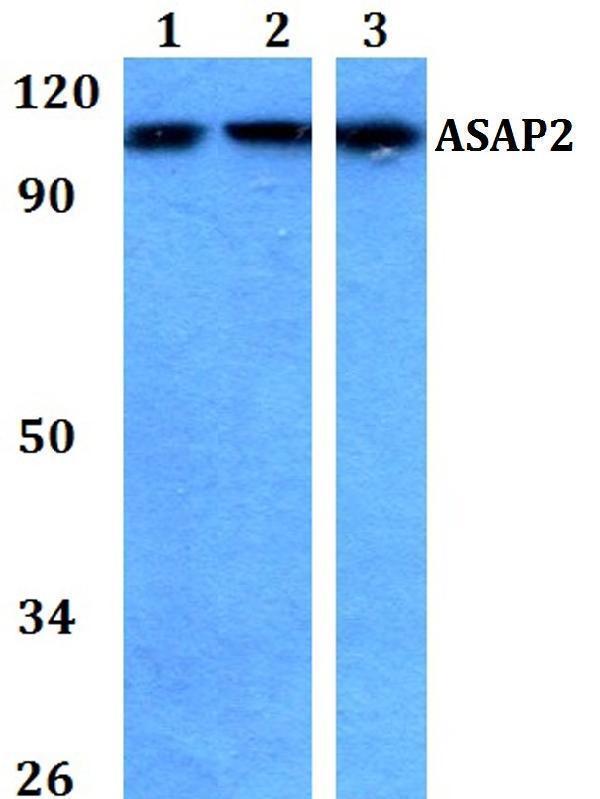 a09026 1 asap2 primary antiboties wb testing 1