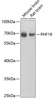 a09028 phf19 primary antiboties wb testing 1