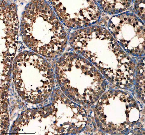 a09030 3 hnrnpll primary antibodies ihc testing 1