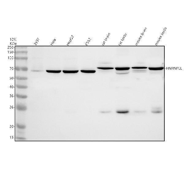 a09030 3 hnrnpll primary antibodies wb testing 1