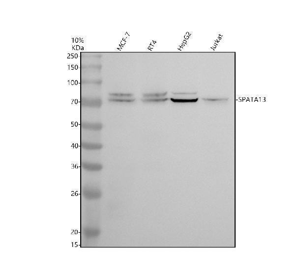 a09031 1 spata13 primary antibodies wb testing 1