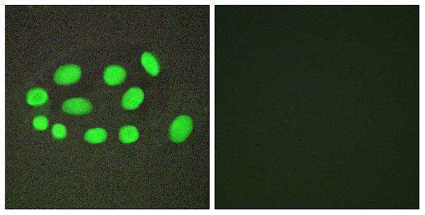 Immunofluorescence analysis of A549 cells, using SPZ1 Antibody