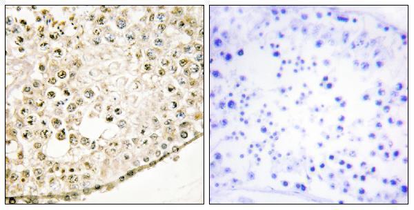 Immunohistochemistry analysis of paraffin-embedded human testis tissue, using SPZ1 Antibody