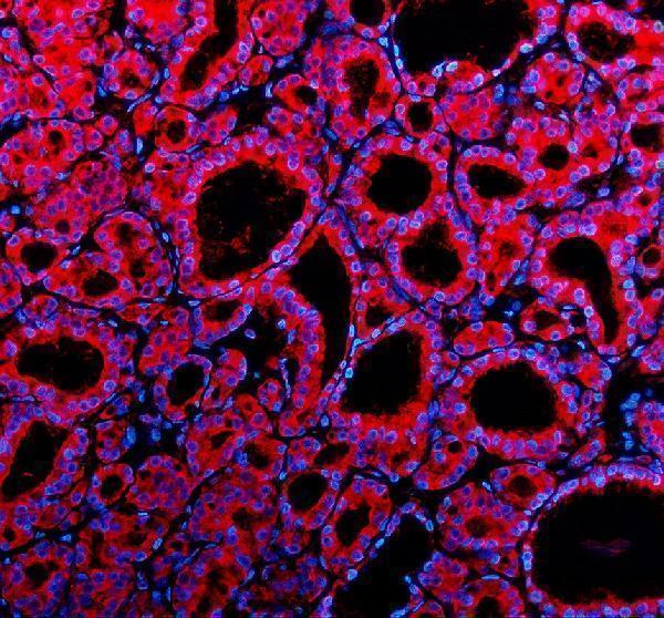 a09038 1 tenm1 primary antibodies if testing 1