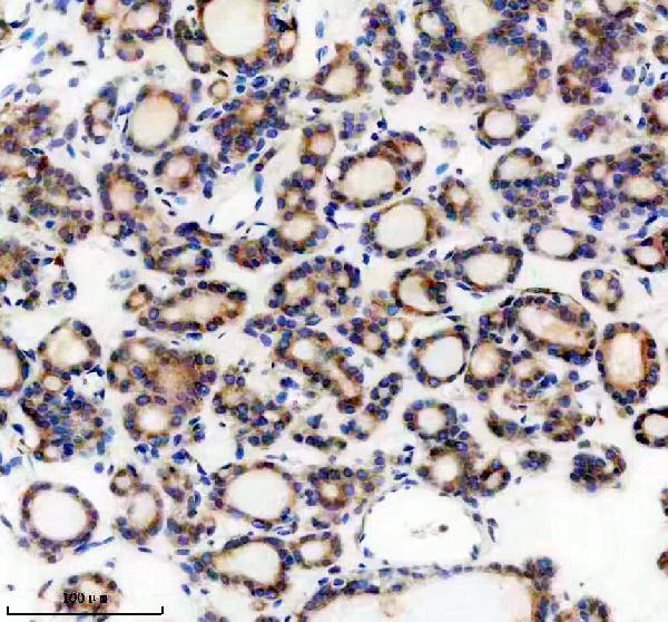 a09038 1 tenm1 primary antibodies ihc testing 1